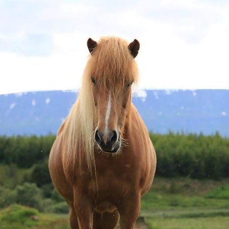 Asholl Guesthouse - Farmstay アークレイリ エクステリア 写真
